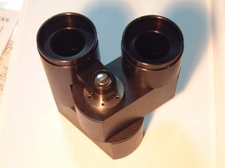 Bigwing at maximum eye width